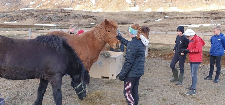 7. bekkur kíkti í hesthús